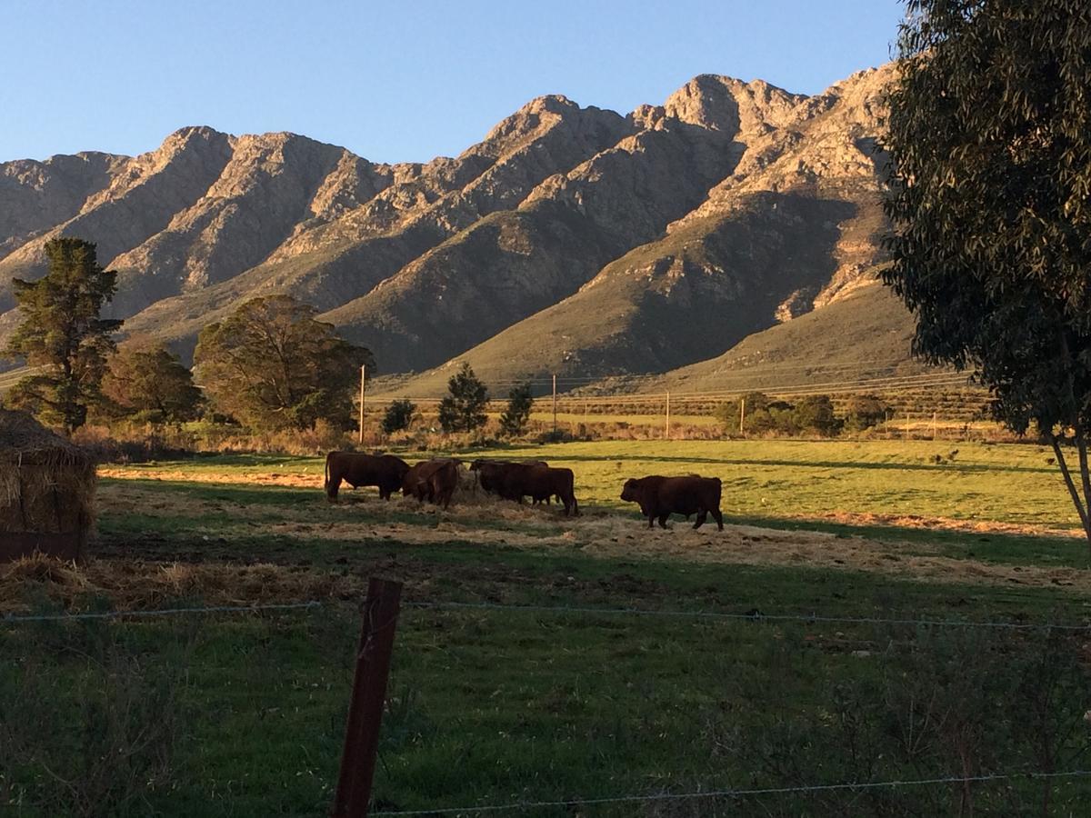 Fraaigelegen Farm - Home Of Adhara Evoo Tulbagh Εξωτερικό φωτογραφία