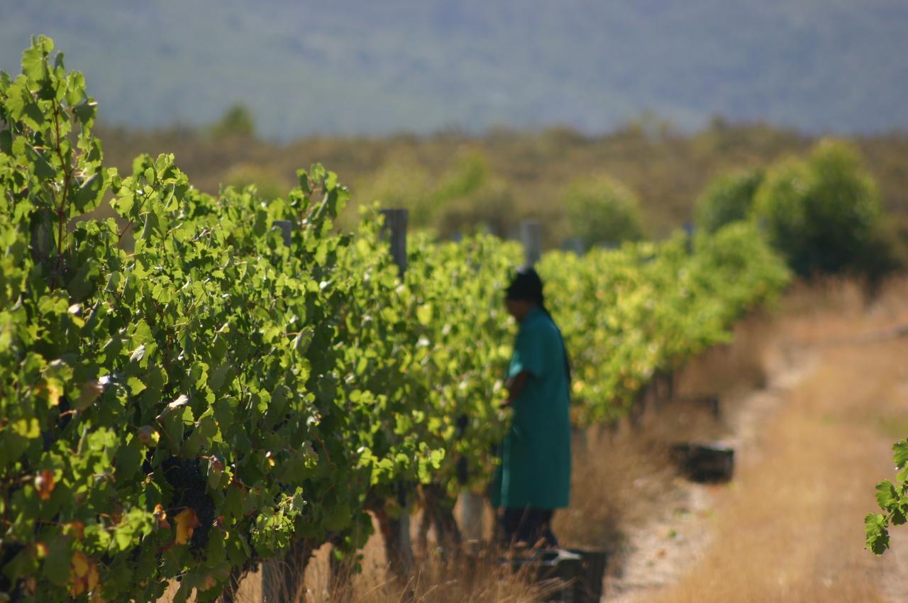 Fraaigelegen Farm - Home Of Adhara Evoo Tulbagh Εξωτερικό φωτογραφία